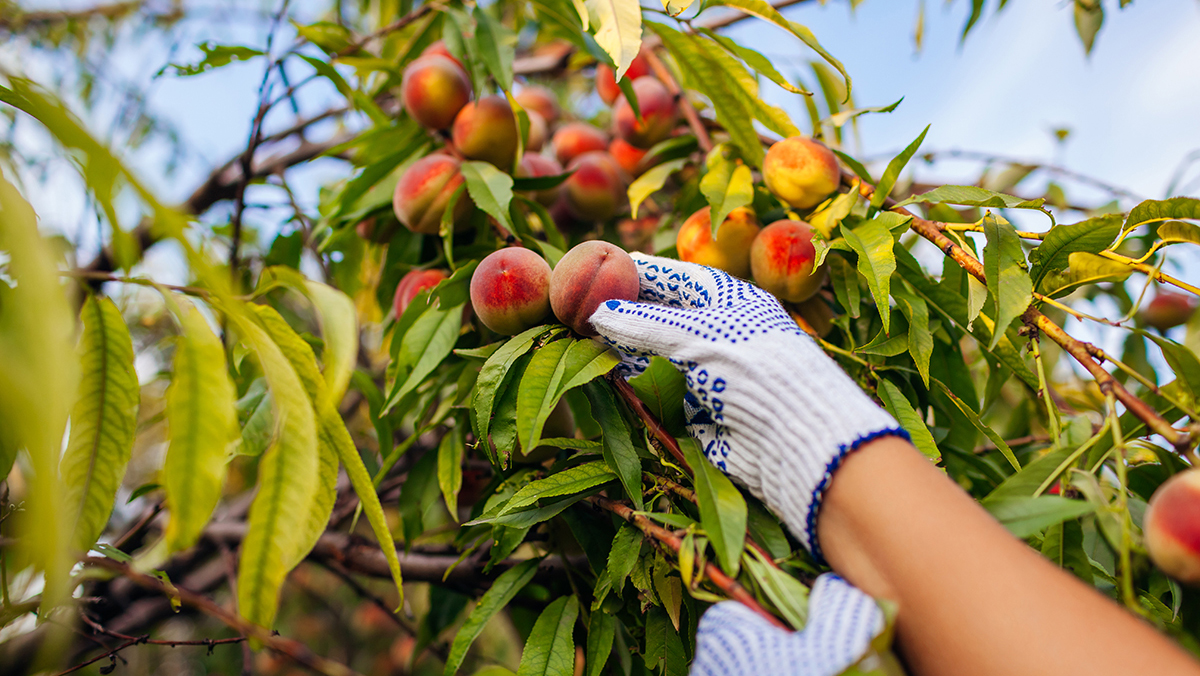 Kliūčių šalinimas: Brazilijoje vis dar gali dalyvauti graikiški konservuoti persikai